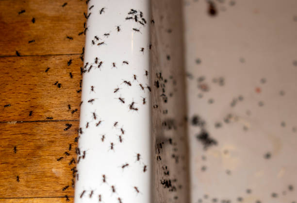 Professional Pest Control in Setauket, NY
